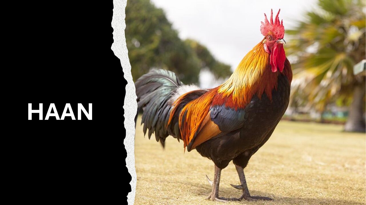 Preview van RAAD-HET-PLAATJE-2.pptx