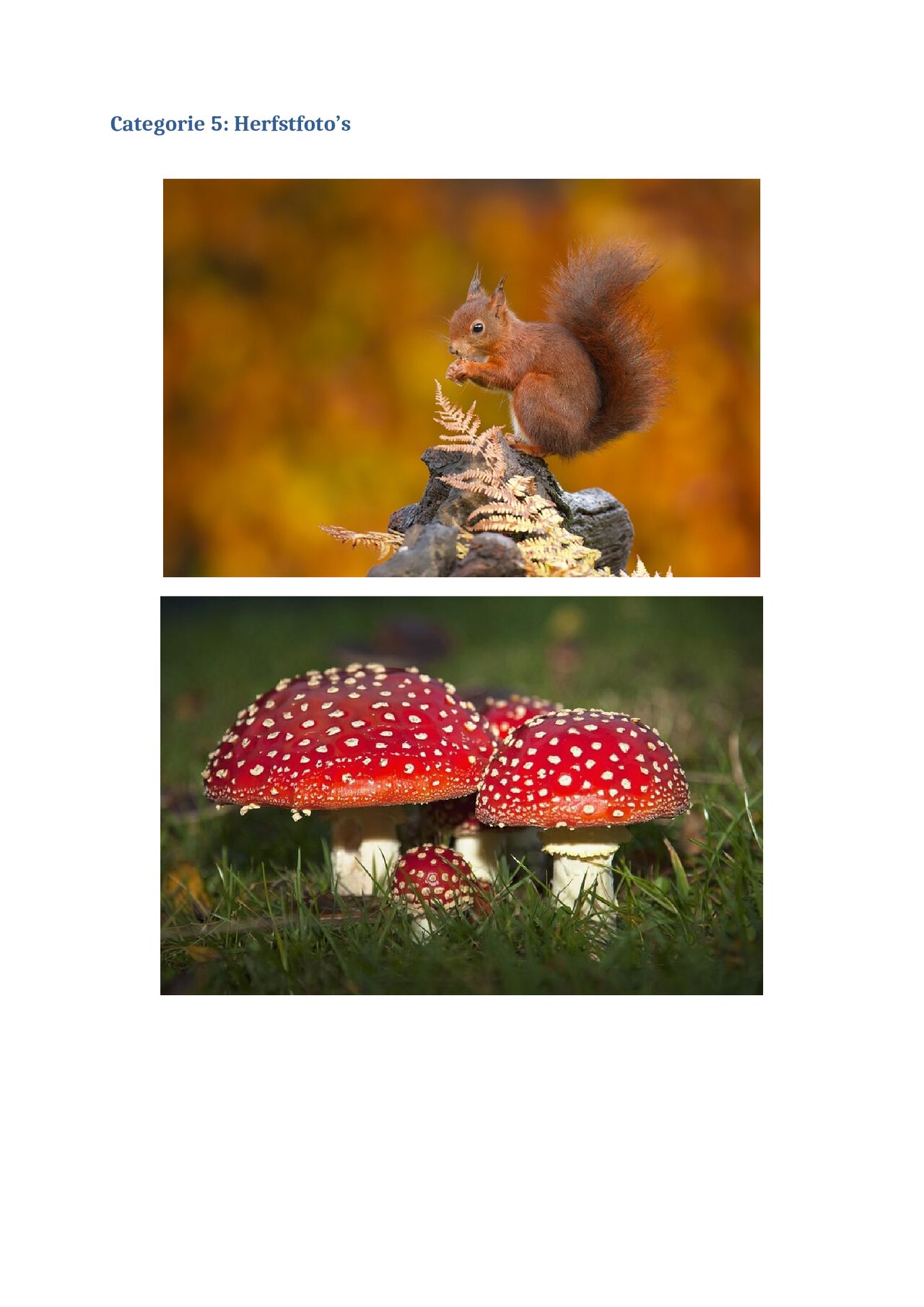 Preview van Voorbereiding-Reminiscentie-Herfst.pdf