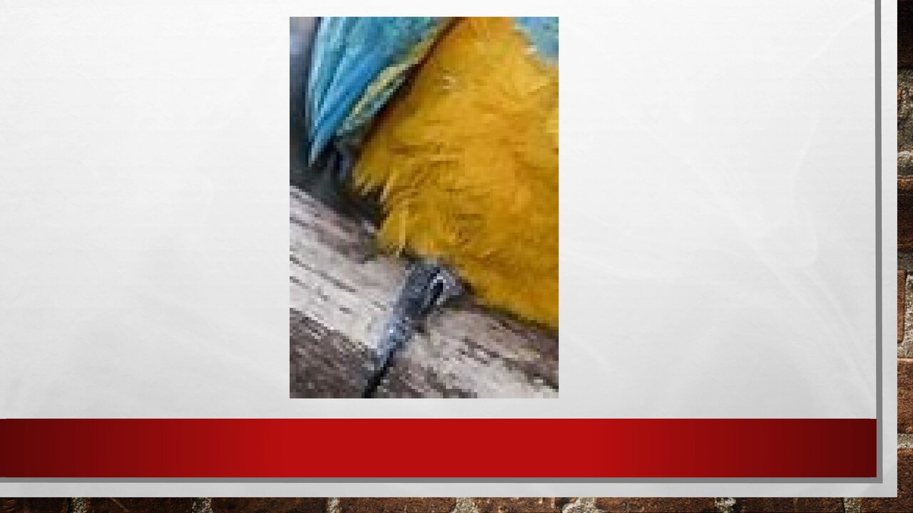 Preview van Welk-dier-ben-ik.pdf