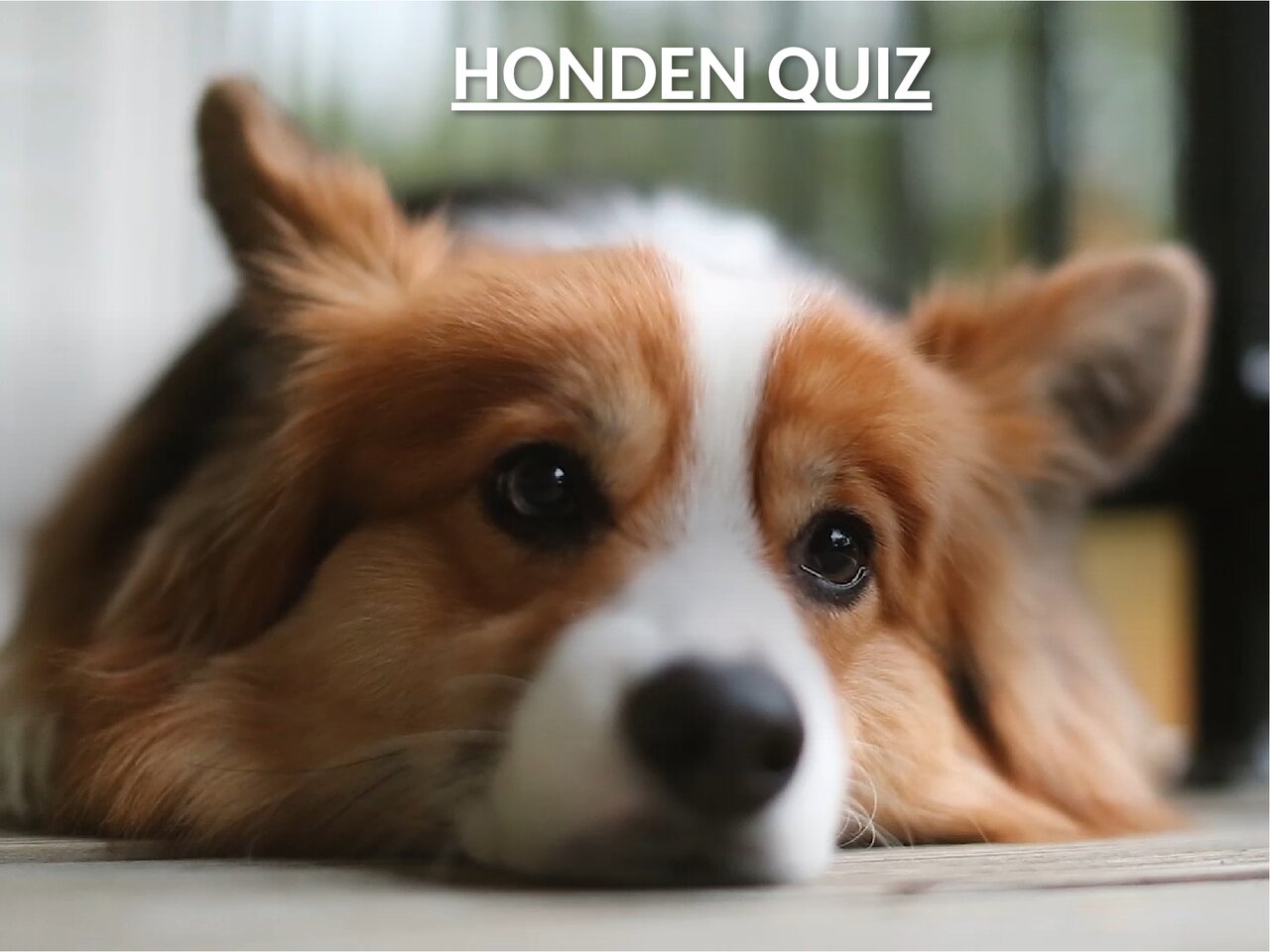 Preview van Hondenquiz.pdf