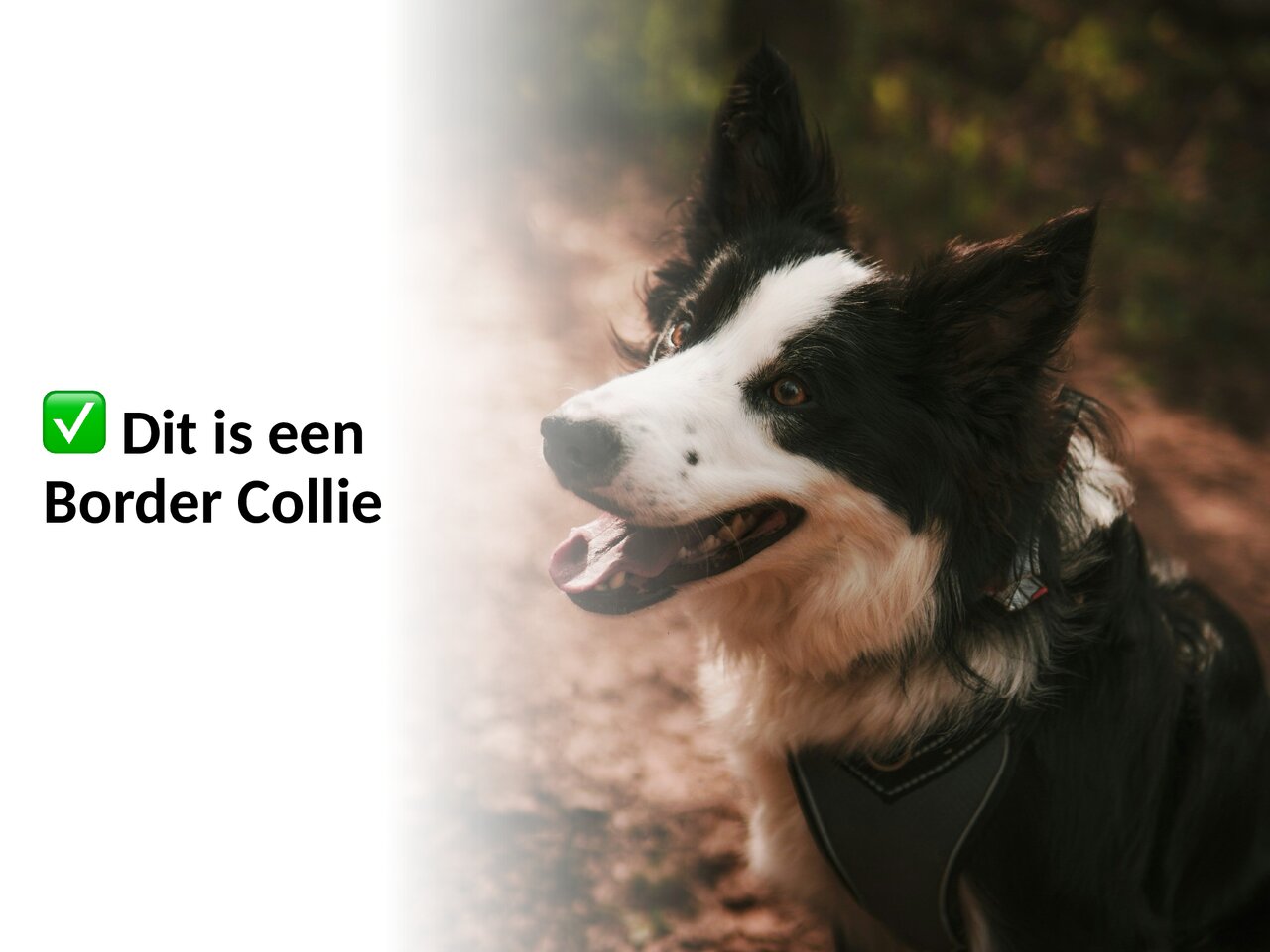 Preview van Hondenquiz.pdf