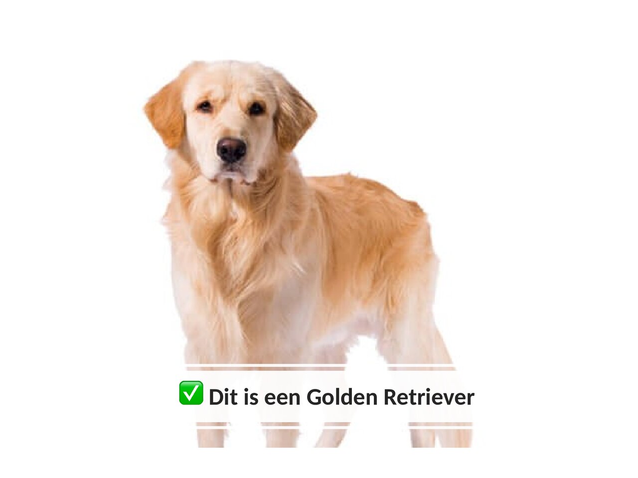 Preview van Hondenquiz.pdf