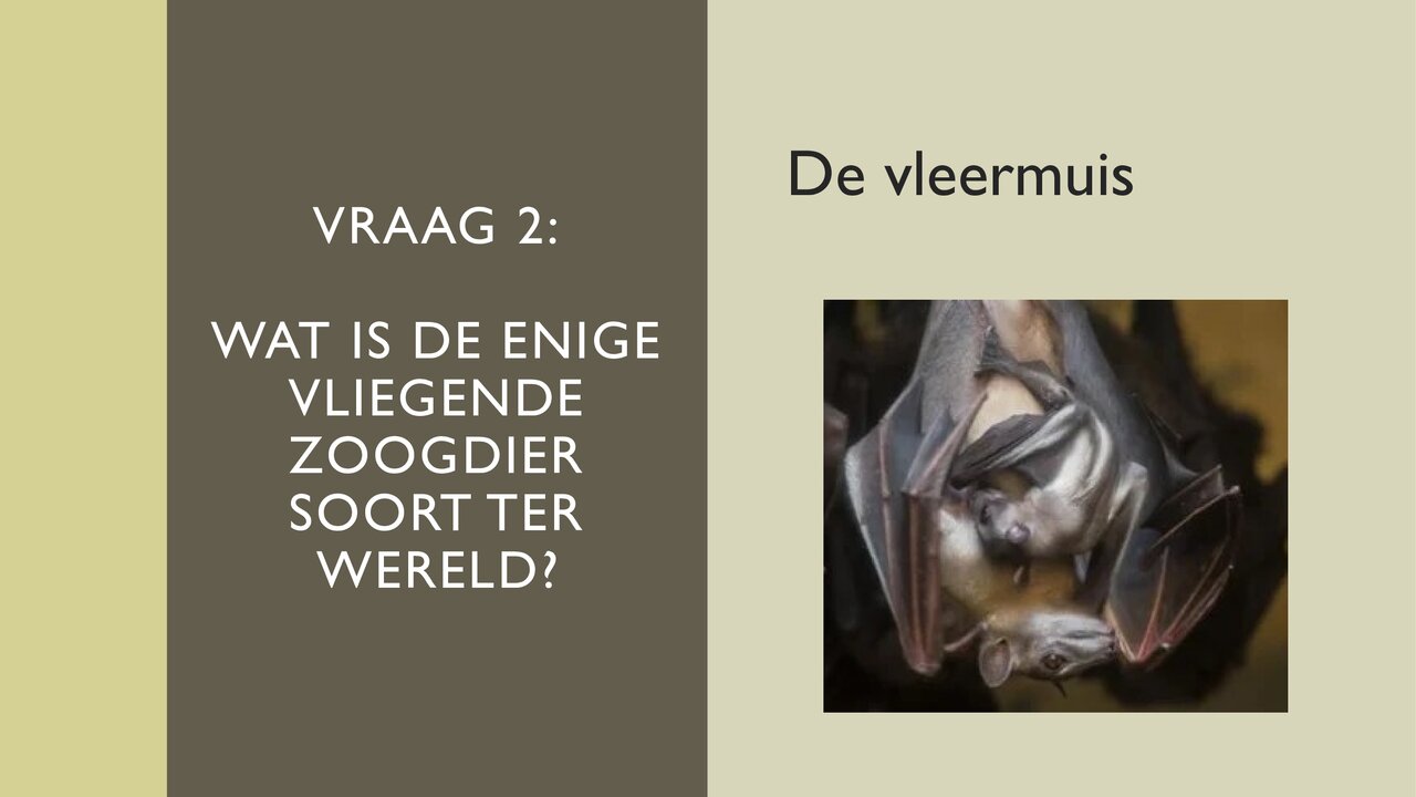 Preview van Quiz-over-dieren.pdf