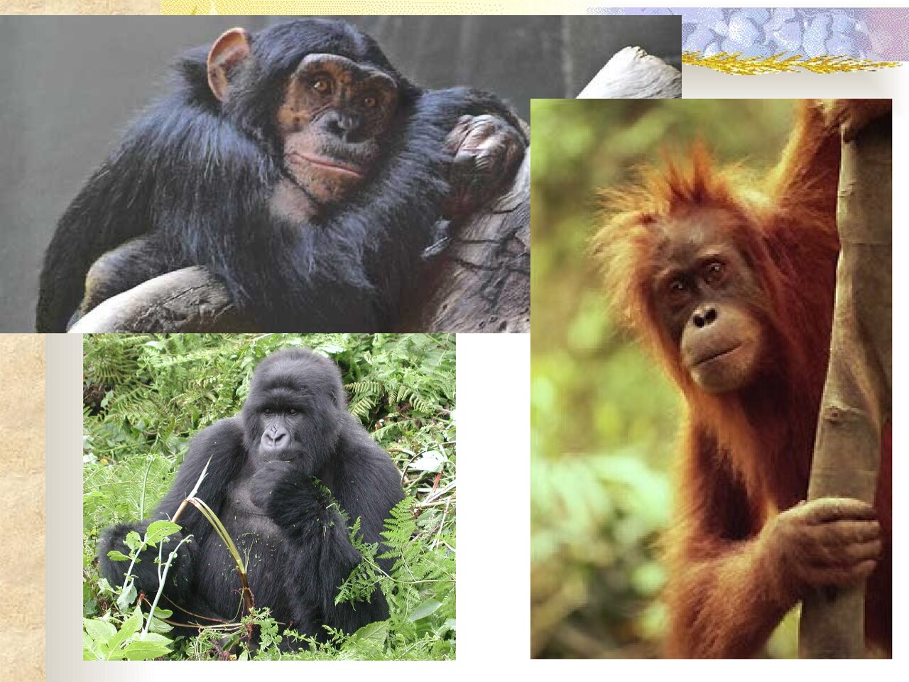 Preview van Dierenquiz.pdf