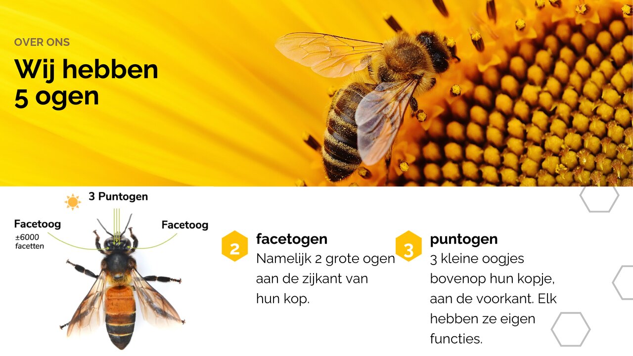 Preview van White Yellow Modern Geometric Honey Bee Presentation (1).pdf