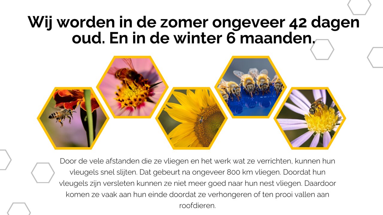 Preview van White Yellow Modern Geometric Honey Bee Presentation (1).pdf