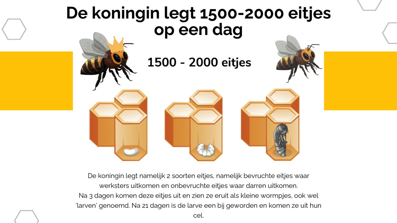 Preview van White Yellow Modern Geometric Honey Bee Presentation (1).pdf